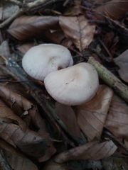 Collybiopsis peronata