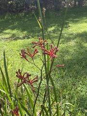 Anigozanthos flavidus