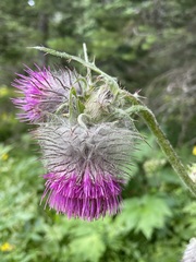 Cirsium edule