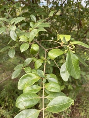 Forestiera