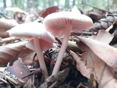 Collybiopsis peronata