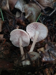 Collybiopsis peronata