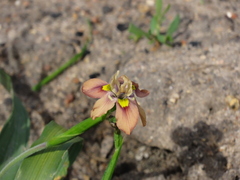 Moraea vegeta