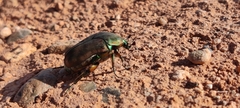 Cotinis mutabilis