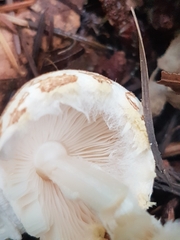 Lepiota magnispora