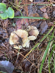 Tricholoma equestre