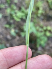 Bromus vulgaris