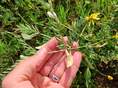 Vicia lutea