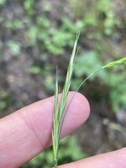 Bromus vulgaris