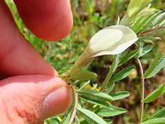Vicia lutea