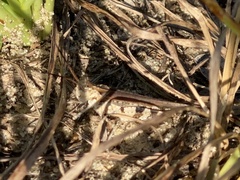 Psinidia fenestralis