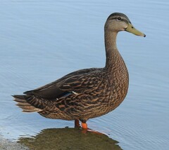 Anas platyrhynchos × fulvigula