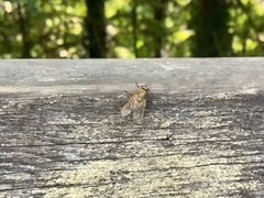 Symphoromyia