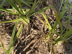 Psinidia fenestralis