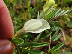 Vicia lutea