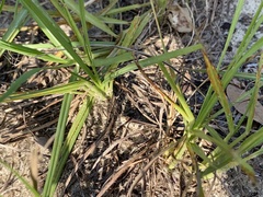 Psinidia fenestralis