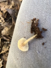 Hypholoma subviride
