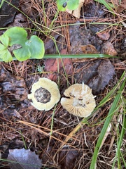 Tricholoma equestre