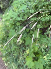 Bromus carinatus