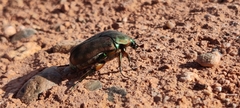 Cotinis mutabilis