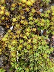 Syntrichia
