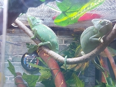 Chamaeleo calyptratus