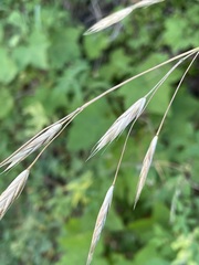 Bromus carinatus