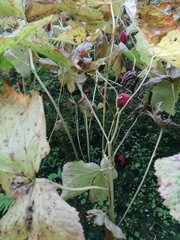 Podophyllum hexandrum