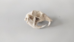 Spalax microphthalmus