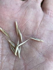 Bromus carinatus