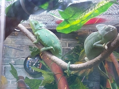 Chamaeleo calyptratus