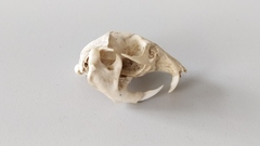 Spalax microphthalmus