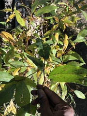 Populus angustifolia