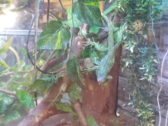 Chamaeleo calyptratus