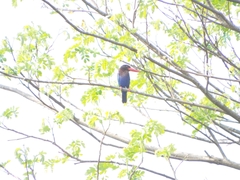 Halcyon cyanoventris