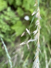 Arrhenatherum elatius