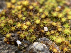 Syntrichia