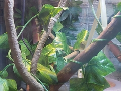 Chamaeleo calyptratus