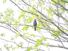 Halcyon cyanoventris