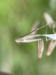 Arrhenatherum elatius