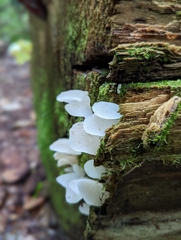 Pseudohydnum gelatinosum