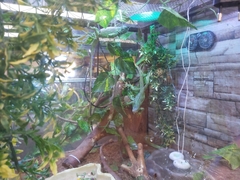 Chamaeleo calyptratus