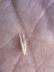 Arrhenatherum elatius
