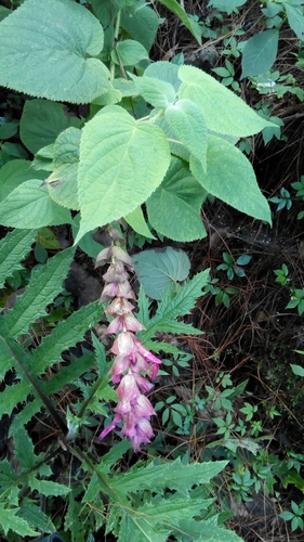 Jaliscan Pendulant Sage (Salvia vazquezii)