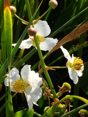 Sagittaria platyphylla