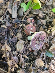 Russula mariae