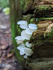 Pseudohydnum gelatinosum