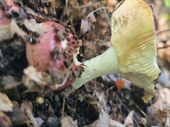 Russula mariae