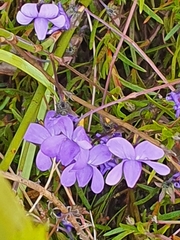 Viola decumbens