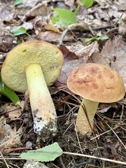 Hemileccinum